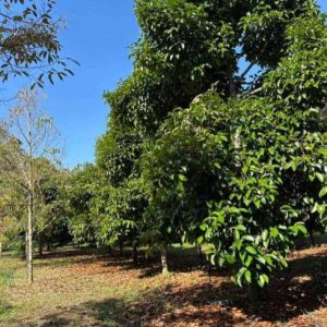 出售地皮-泰国-尖竹汶-39840-平方米-9.92-01