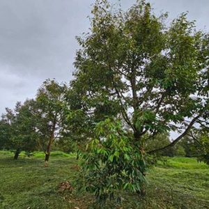 出售地皮-泰国-尖竹汶-49600-平方米-15-01