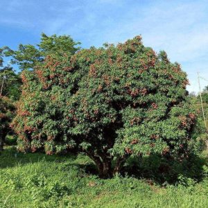 出售地皮-泰国-尖竹汶-51200-平方米-26.8-01