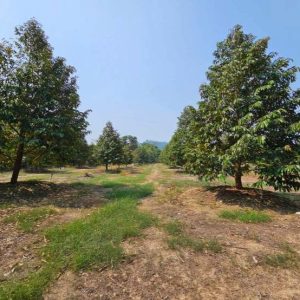 出售地皮-泰国-尖竹汶-60800-平方米-0-01