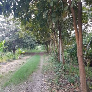 出售地皮-泰国-巴吞他尼-15712-平方米-27.43-01