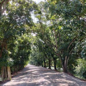 出售地皮-泰国-巴吞他尼-1676-平方米-40.92-01