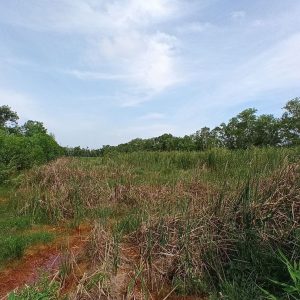 出售地皮-泰国-巴吞他尼-17160-平方米-24-01