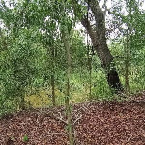 出售地皮-泰国-巴吞他尼-3516-平方米-82.92-01