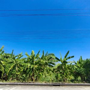 出售地皮-泰国-巴吞他尼-384-平方米-160.72-01