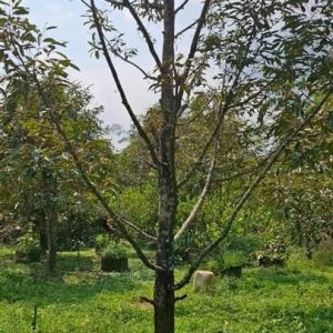 出售地皮-泰国-巴真武里-16000-平方米-117.86-01