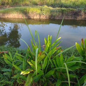 出售地皮-泰国-巴真武里-20800-平方米-13.2-01