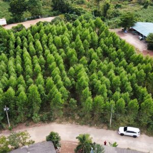 出售地皮-泰国-巴真武里-3200-平方米-80.38-01