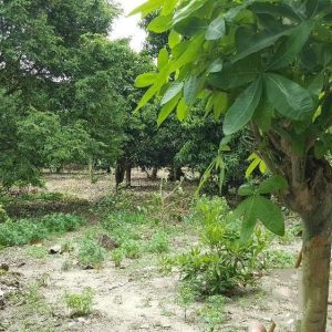 出售地皮-泰国-巴蜀-11344-平方米-52.92-01