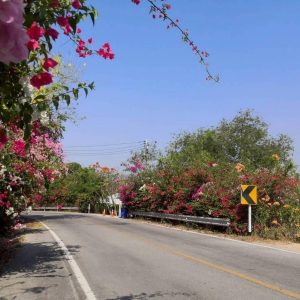 出售地皮-泰国-巴蜀-1400-平方米-244.92-01