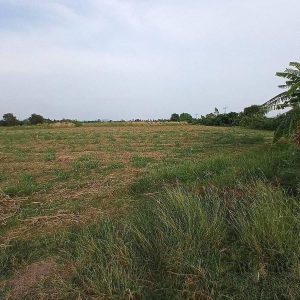 出售地皮-泰国-巴蜀-161600-平方米-12.75-01