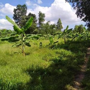 出售地皮-泰国-巴蜀-16304-平方米-7.38-01