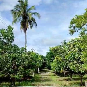 出售地皮-泰国-巴蜀-23736-平方米-6.95-01