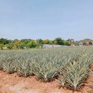 出售地皮-泰国-巴蜀-33024-平方米-67.49-01