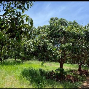 出售地皮-泰国-巴蜀-3696-平方米-40.18-01