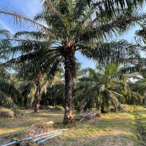 出售地皮-泰国-巴蜀-44800-平方米-4.72-01