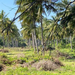 出售地皮-泰国-巴蜀-568-平方米-162.4-01