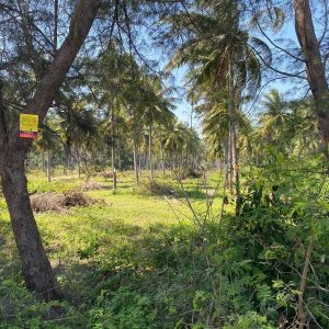 出售地皮-泰国-巴蜀-592-平方米-173.18-01