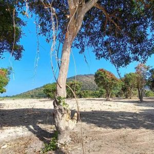 出售地皮-泰国-巴蜀-800-平方米-85.72-01