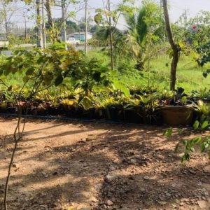 出售地皮-泰国-巴蜀-8400-平方米-36.75-01