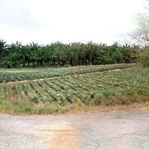 出售地皮-泰国-巴蜀-89906.4-平方米-12.86-01