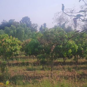 出售地皮-泰国-彭世洛-2000-平方米-12-01