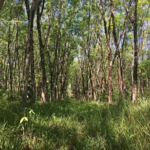 出售地皮-泰国-攀牙-33200-平方米-85.72-01