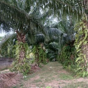 出售地皮-泰国-攀牙-6640-平方米-90.38-01