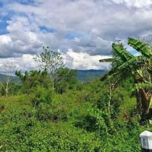 出售地皮-泰国-昌莱-1240-平方米-33.2-01