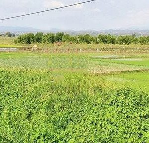 出售地皮-泰国-昌莱-169600-平方米-70.78-01