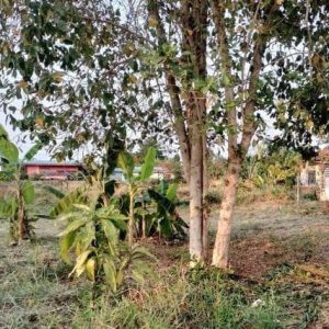 出售地皮-泰国-昌莱-3200-平方米-181.09-01