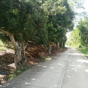 出售地皮-泰国-昌莱-4000-平方米-36-01