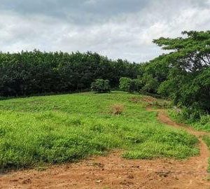 出售地皮-泰国-昌莱-41032-平方米-10.78-01