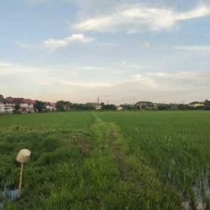 出售地皮-泰国-昌莱-51220-平方米-42.86-01