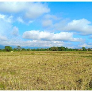 出售地皮-泰国-昌莱-7624-平方米-76.46-01