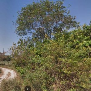 出售地皮-泰国-春武里-10024-平方米-75.26-01