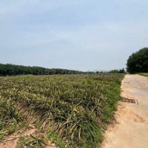 出售地皮-泰国-春武里-102812-平方米-74.72-01
