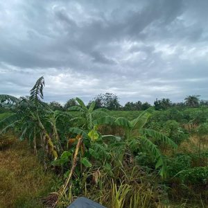 出售地皮-泰国-春武里-10996-平方米-79.29-01