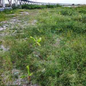 出售地皮-泰国-春武里-11200-平方米-0-01