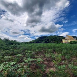 出售地皮-泰国-春武里-13092-平方米-90-01