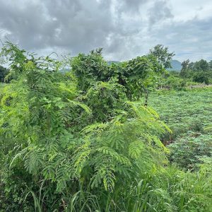 出售地皮-泰国-春武里-13276-平方米-385.72-01