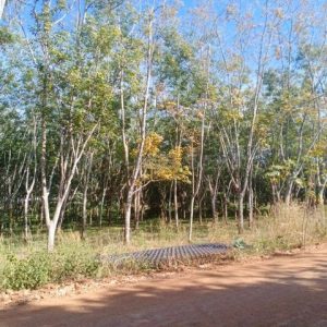 出售地皮-泰国-春武里-144000-平方米-25.72-01