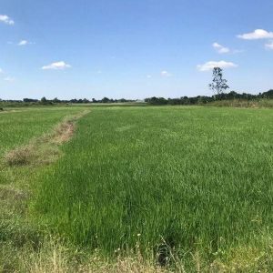 出售地皮-泰国-春武里-17712-平方米-48.06-01