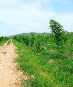 出售地皮-泰国-春武里-19520-平方米-14.6-01