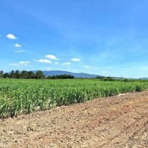 出售地皮-泰国-春武里-198716-平方米-32.15-01