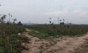 出售地皮-泰国-春武里-228400-平方米-75-01