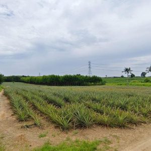 出售地皮-泰国-春武里-24000-平方米-3.15-01