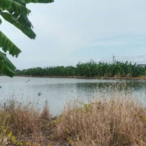 出售地皮-泰国-春武里-33600-平方米-4.6-01