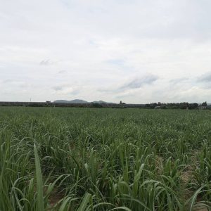 出售地皮-泰国-春武里-33620-平方米-16.35-01