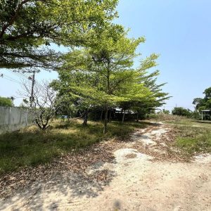 出售地皮-泰国-春武里-4036-平方米-109.6-01